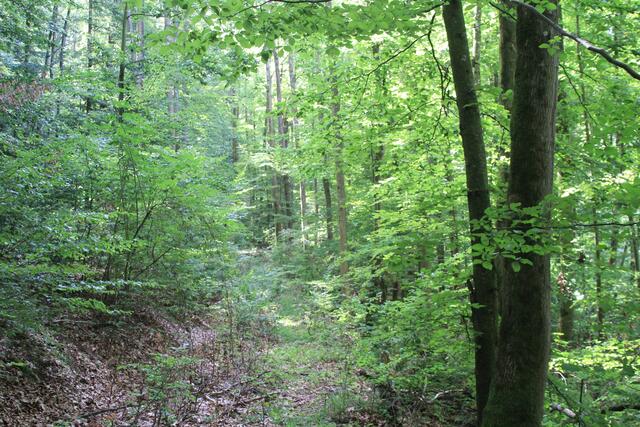 da lang durch die Wildnis | Foto: Ralf Röser