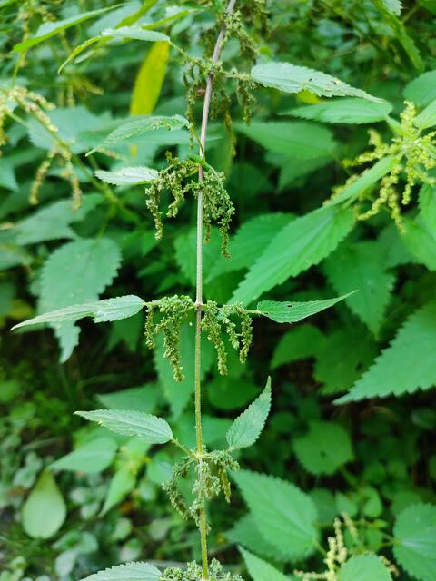 weibliche Blüte an der Brennnessel | Foto: Aurelia Kling