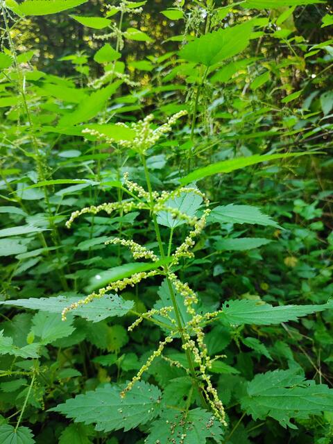 männliche Blüte an der Brennnessel | Foto: Aurelia Kling