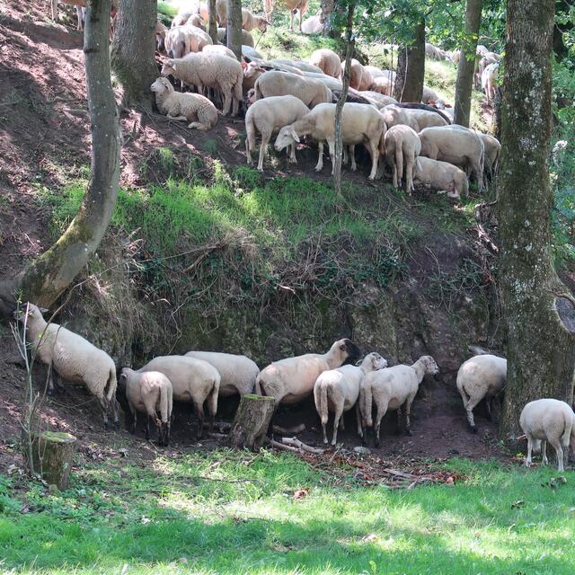 Auf dem Weg zur Burg. | Foto: Eduard Warenik