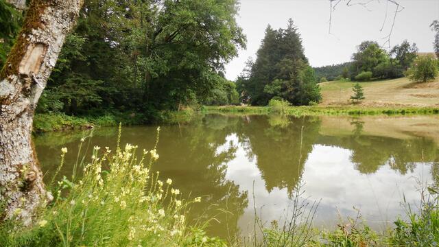 Der Mühlsee bei der Brandhofer Säge - und Ölmühle. | Foto: Isolde Reitz