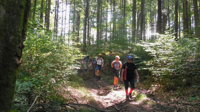Durch den schattigen Wald Richtung Menzlesmühle. | Foto: Isolde Reitz