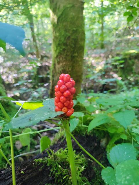 Aronstab | Foto: Aurelia Kling