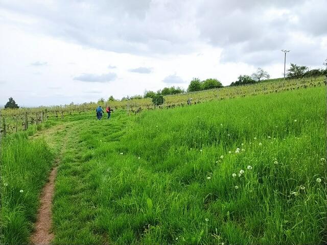 Durch Wiesen und Weinberge führt der Pfälzer Weinsteig weiter. | Foto: Sigrid Schlottke