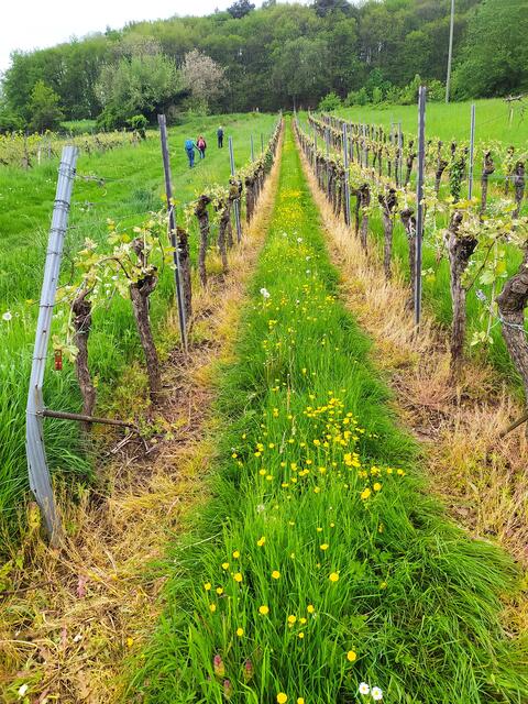 Zwischen den Rebenzeilen dürfen jetzt immer Wildblumen wachsen | Foto: Sigrid Schlottke