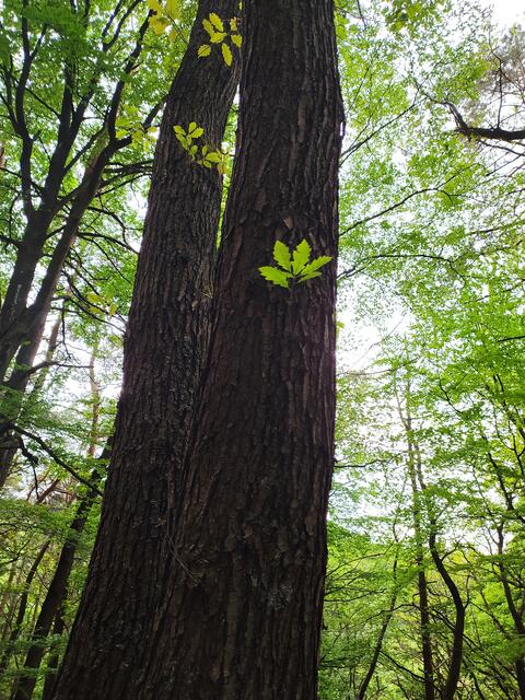 Hellgrün leuchten die Eichenblätter an diesem dunklen Stamm | Foto: Sigrid Schlottke