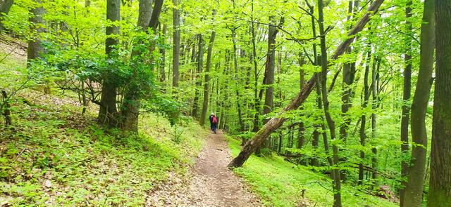 Wunderbar weiche Pfade durch herrlichen Frühlingswald | Foto: Sigrid Schlottke