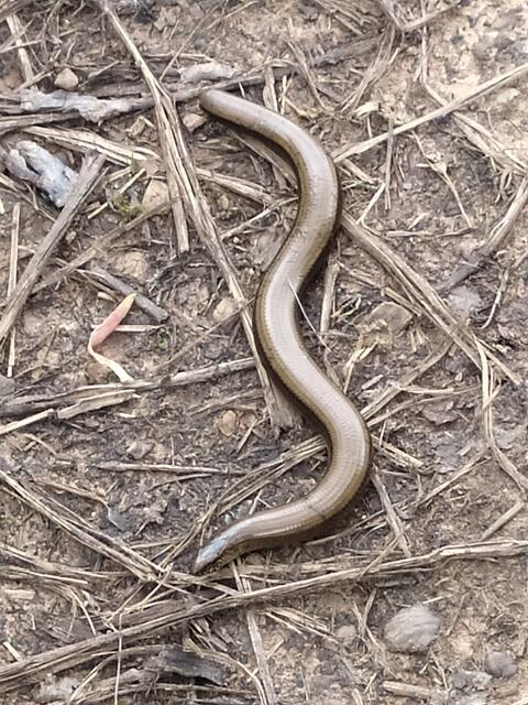 Sogar eine Blindschleiche haben wir gesehen. | Foto: Sigrid Schlottke