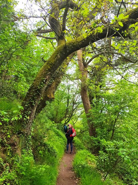 Dieser idyllische Pfad führt von der Madenburg hinunter ins Tal | Foto: Sigrid Schlottke