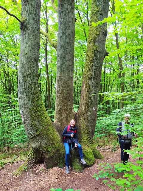 Ein Sitzplatz, von der Natur gemacht. Wie riesig diese Bäume sind.... | Foto: Sigrid Schlottke