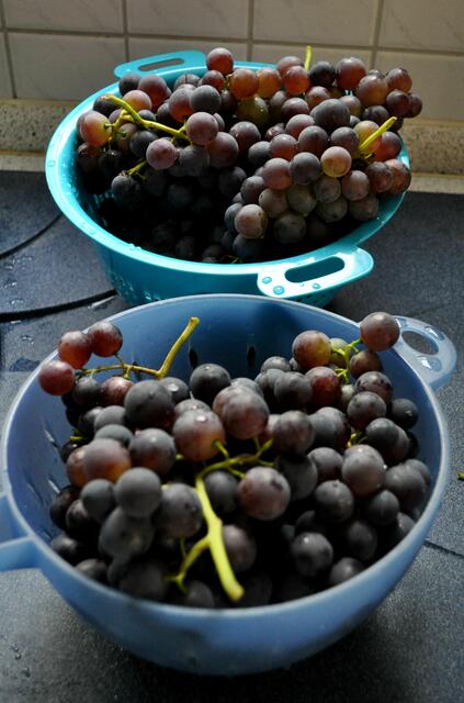 Zwei Schüsseln voll. Sonst wird mein Kochtopf zu klein. | Foto: Daniela Somers