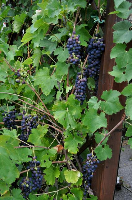 Allerdings einiges mehr als man essen kann. | Foto: Daniela Somers