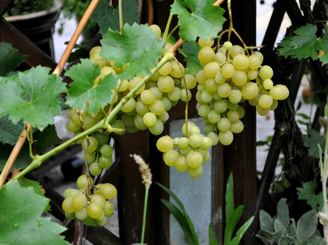 Von den hellen Trauben habe ich nicht ganz so viele. Zum Gelee machen, habe ich nur die Dunklen genommen. | Foto: Daniela Somers
