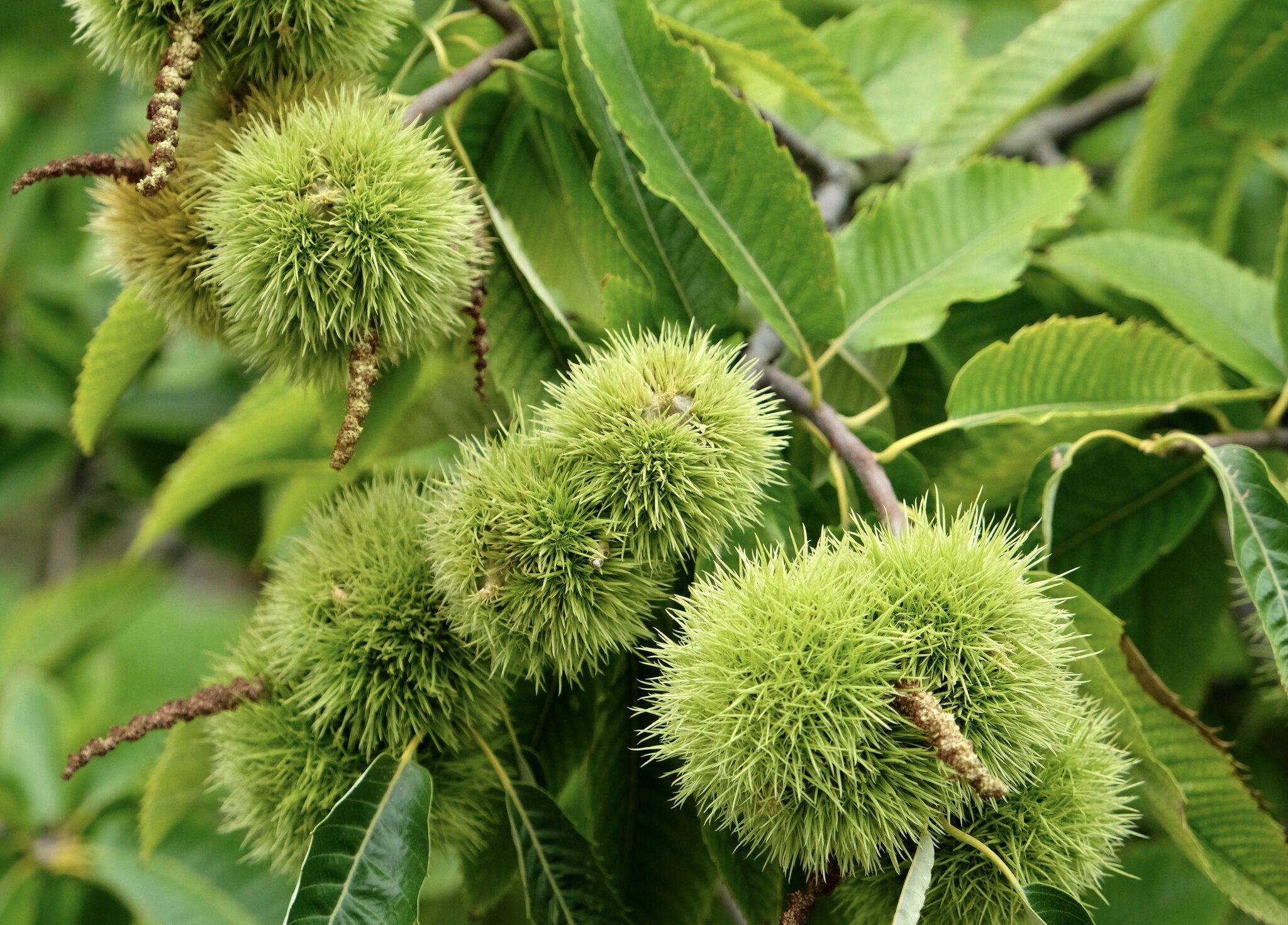 Im Botanischen Obstgarten Heilbronn Der Herbst ist angekommen Heilbronn