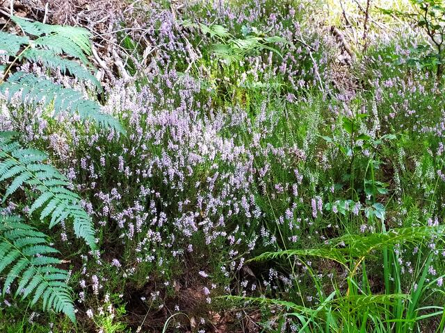 Das Heidekraut blüht wunderschön und begleitet unsere Wege | Foto: Sigrid Schlottke