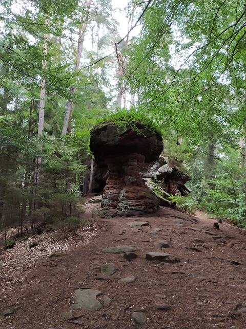 Der Hexenpilz | Foto: Sigrid Schlottke