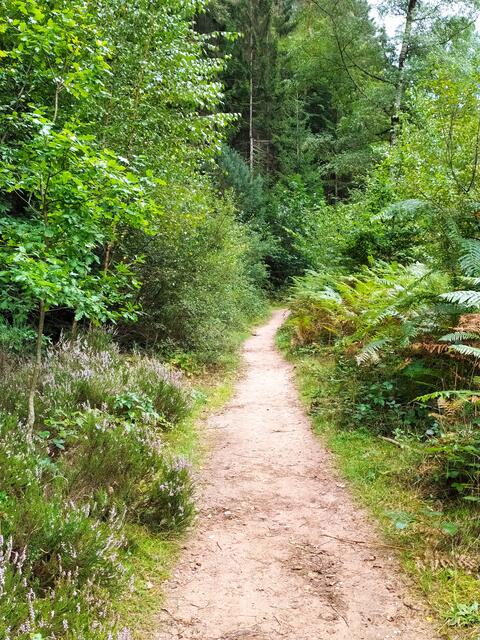 Blühende Heide und Farne säumen den Wegesrand | Foto: Sigrid Schlottke