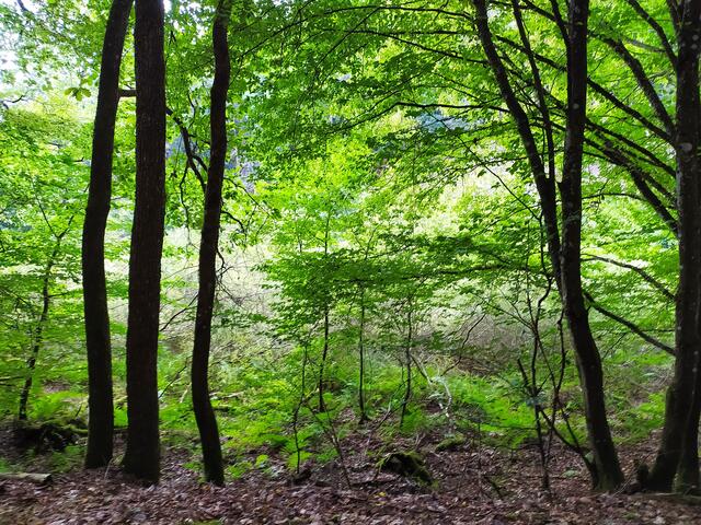 Lichtdurchfluteter Wald | Foto: Sigrid Schlottke