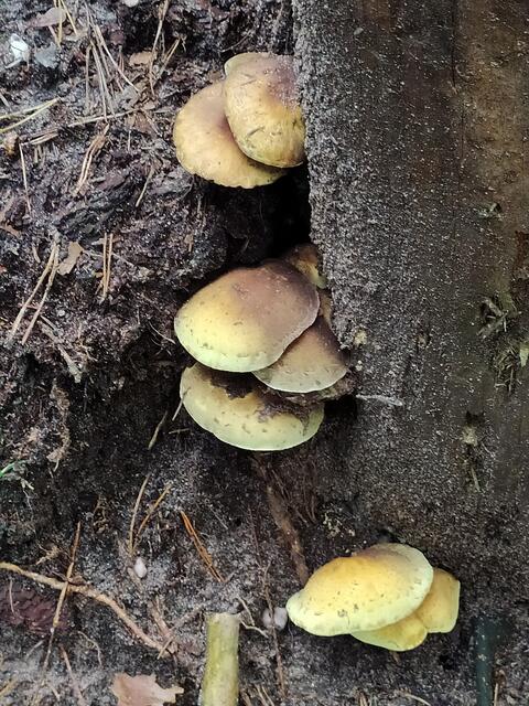 Überall sind Pilze zu sehen | Foto: Sigrid Schlottke