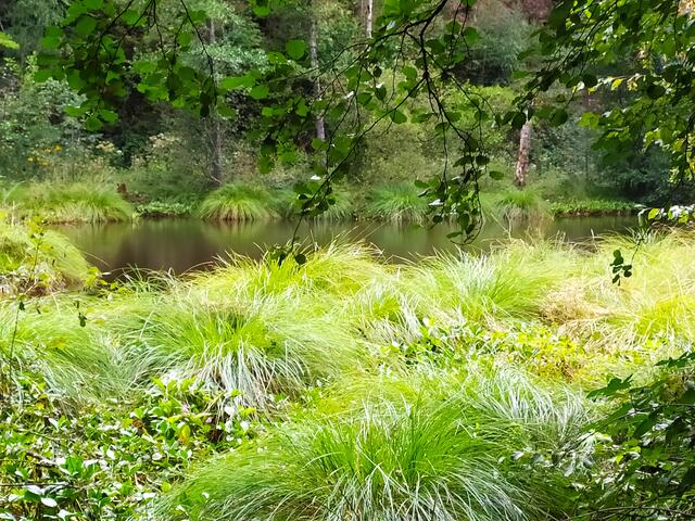 Ein Weiher liegt verwunschen im Wald | Foto: Sigrid Schlottke
