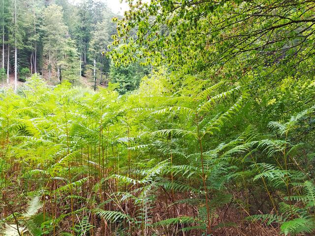 Farne, die höher als mannshoch sind | Foto: Sigrid Schlottke