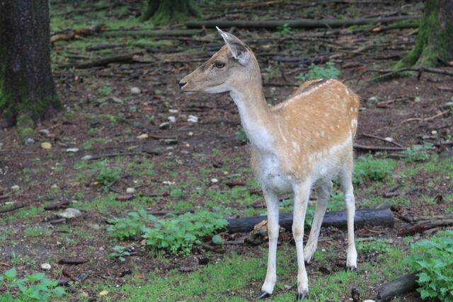 😍🌞🌞😍🌲🌳🍀 | Foto: Ralf Röser
