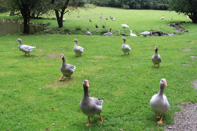 😍🌞🌞😍🌲🌳🍀 da ist was los | Foto: Ralf Röser