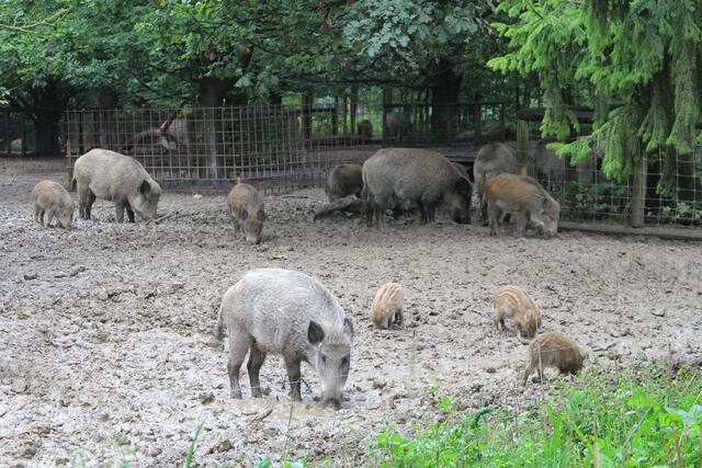 😍🌞🌞😍🌲🌳🍀 da sind sie | Foto: Ralf Röser
