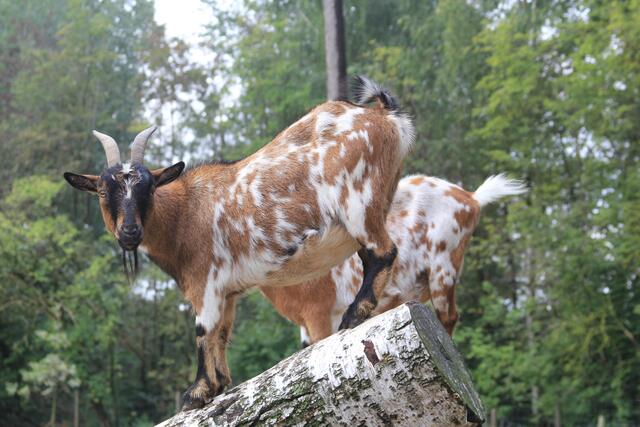 😍🌞🌞😍🌲🌳🍀 Huhu | Foto: Ralf Röser