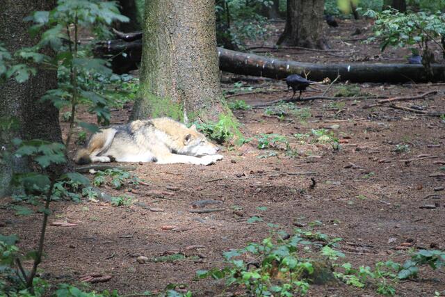 😍🌞🌞😍🌲🌳🍀 Wolf da liegt er und sonnt sich | Foto: Ralf Röser