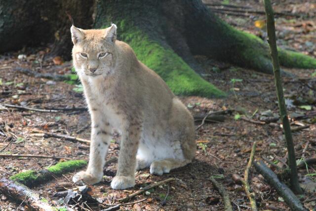 😍🌞🌞😍🌲🌳🍀 | Foto: Ralf Röser
