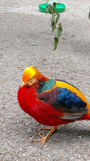 Goldfasan | Foto: Ralf Röser