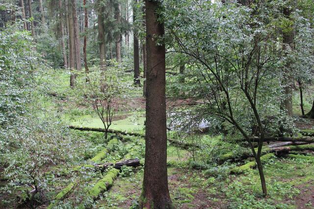 😍🌞🌞😍🌲🌳🍀 so schön | Foto: Ralf Röser