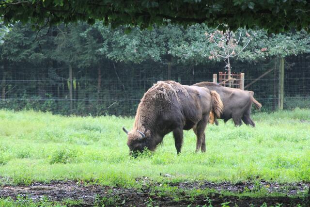 😍🌞🌞😍🌲🌳🍀 | Foto: Ralf Röser