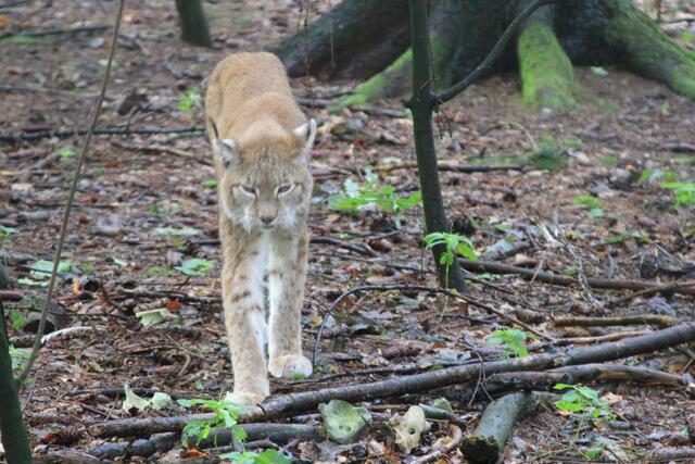 😍🌞🌞😍🌲🌳🍀 ein sehr schöner | Foto: Ralf Röser