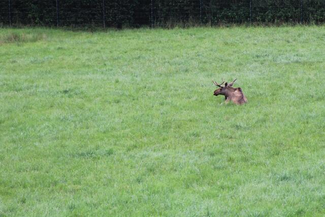 😍🌞🌞😍🌲🌳🍀 Elch | Foto: Ralf Röser
