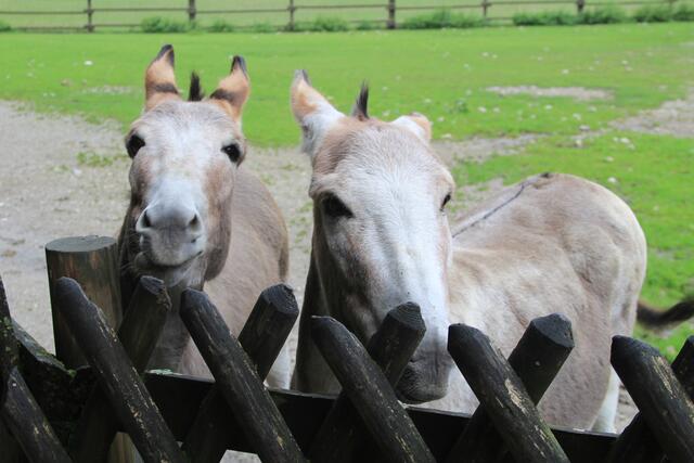 😍🌞🌞😍🌲🌳🍀 i ahh | Foto: Ralf Röser