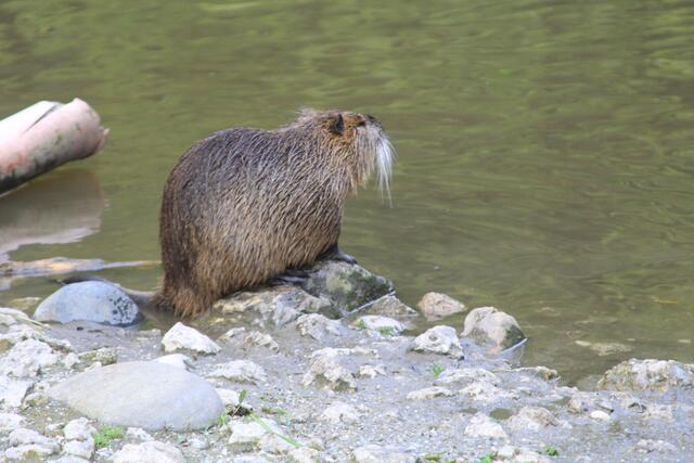 😍🌞🌞😍🌲🌳🍀 | Foto: Ralf Röser