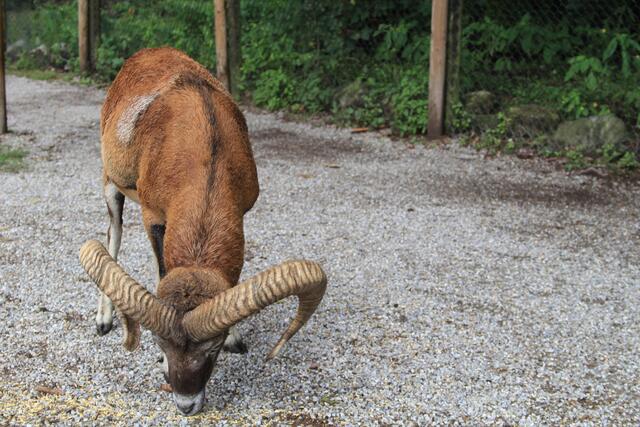😍🌞🌞😍🌲🌳🍀 tolle Hörner | Foto: Ralf Röser
