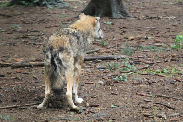 😍🌞🌞😍🌲🌳🍀 | Foto: Ralf Röser