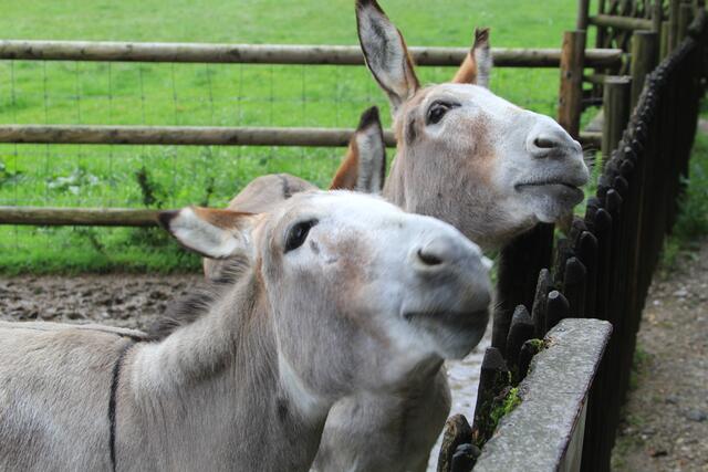 😍🌞🌞😍🌲🌳🍀 scheene Esel | Foto: Ralf Röser