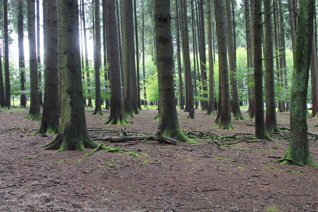 😍🌞🌞😍🌲🌳🍀 toller Wald | Foto: Ralf Röser