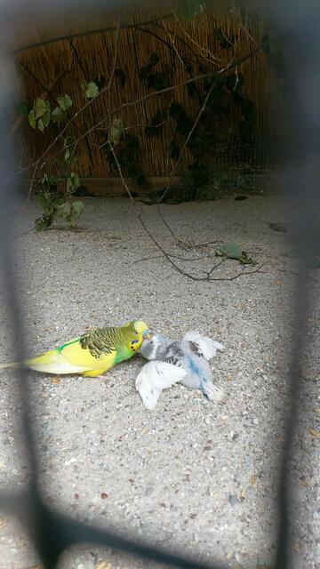 beim füttern | Foto: Ralf Röser