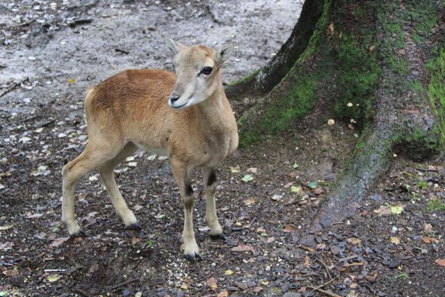 😍🌞🌞😍🌲🌳🍀 | Foto: Ralf Röser