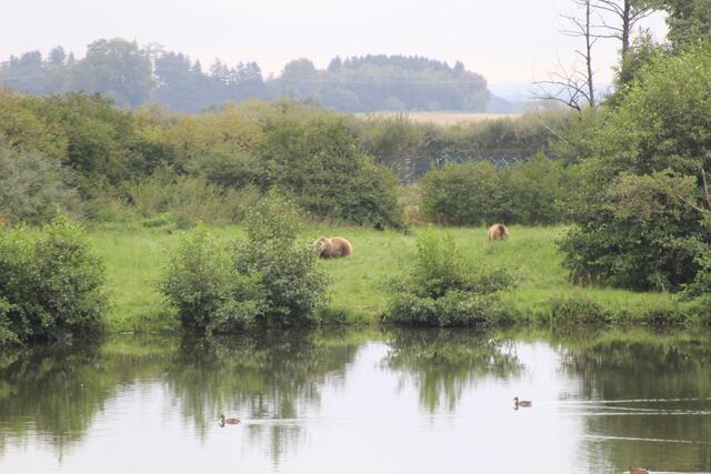 😍🌞🌞😍🌲🌳🍀 da hinten sind sie | Foto: Ralf Röser