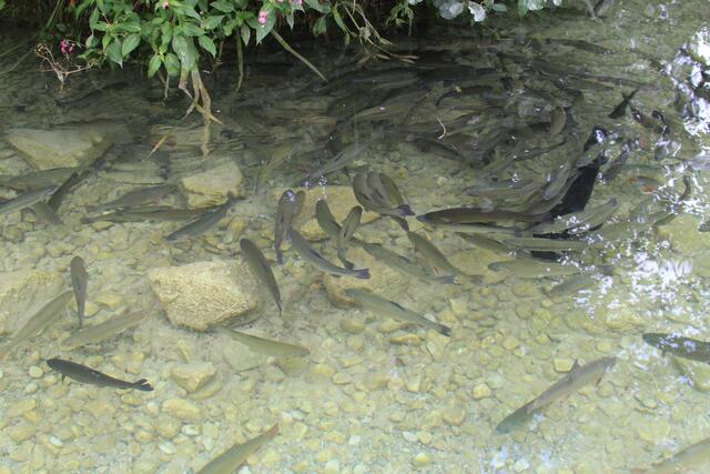 😍🌞🌞😍🌲🌳🍀 | Foto: Ralf Röser