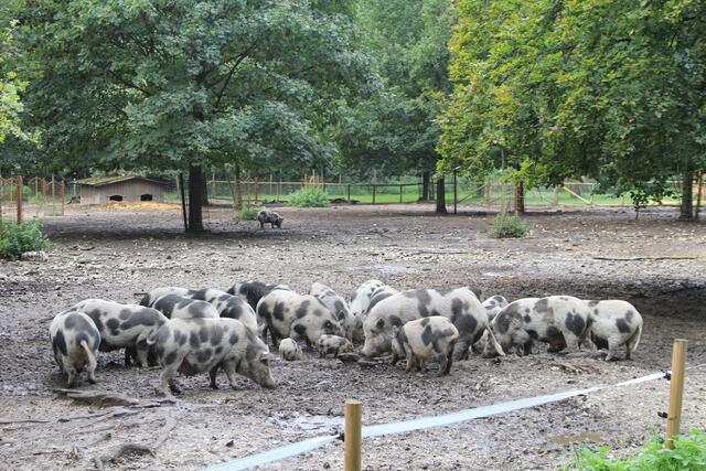 😍🌞🌞😍🌲🌳🍀 ganz schöne Sauerei😄 | Foto: Ralf Röser