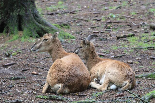 😍🌞🌞😍🌲🌳🍀 Päusle | Foto: Ralf Röser