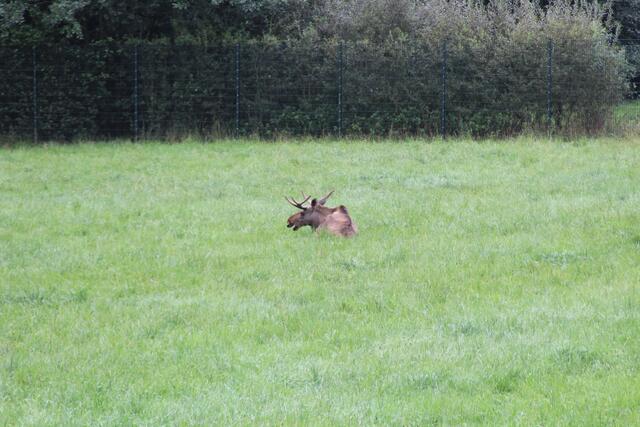 😍🌞🌞😍🌲🌳🍀 Elch | Foto: Ralf Röser