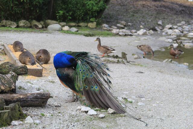 😍🌞🌞😍🌲🌳🍀 ganz schön was los hier | Foto: Ralf Röser